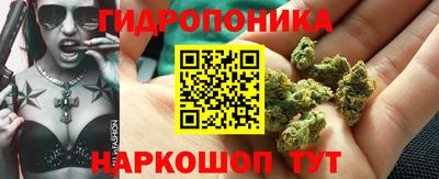 крисы Славгород